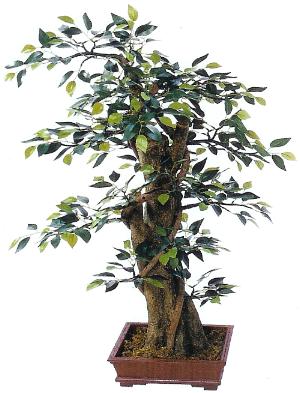 33 inch mini ficus bonsai in pot