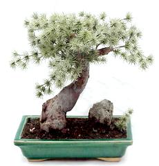 10 inch mini pine artificial bonsai