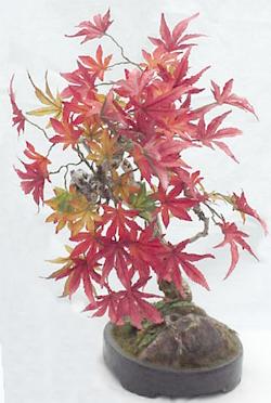 maple leaves bonsai in pot