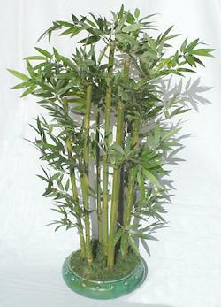 mini bamboo plant with pot