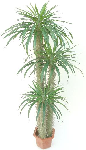 artificial cactus with leaves